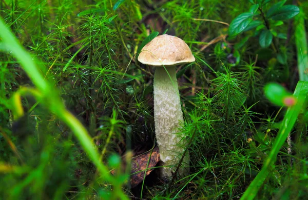 Giovane Fungo Boletus Primo Piano Raccolta Funghi Nella Foresta Della — Foto Stock