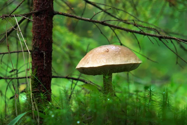 Grande Fungo Boletus Vicino Raccolta Funghi Nella Foresta Della Carelia — Foto Stock