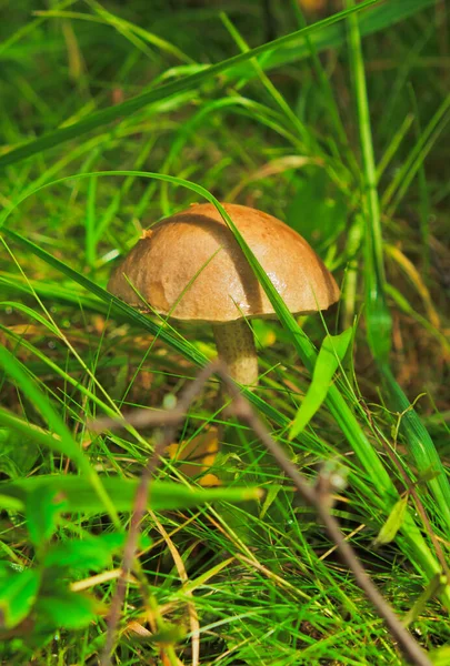 Boletus Mushroom Close Mushroom Picking Karelian Forest Russia — Stock Photo, Image