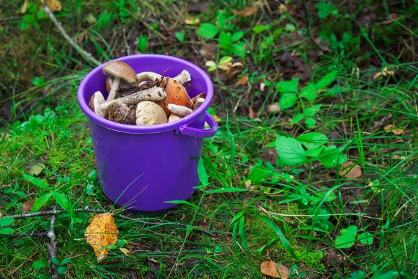 Secchio Funghi Della Carelia Nella Foresta — Foto Stock