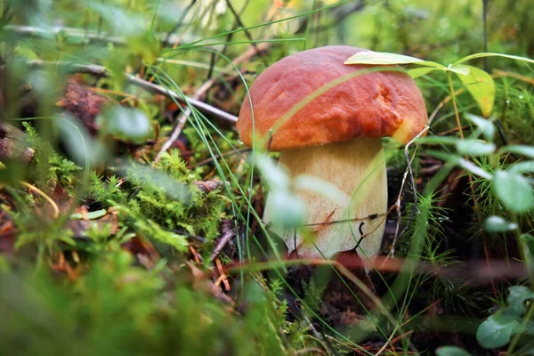 Boletus Edulis Cep Penny Bun Porcino Porcini Basidiomycete Fungus Type — Stock Photo, Image