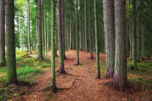 Een Dicht Bos Met Lange Boomstammen Een Weg Karelische Prachtige — Stockfoto