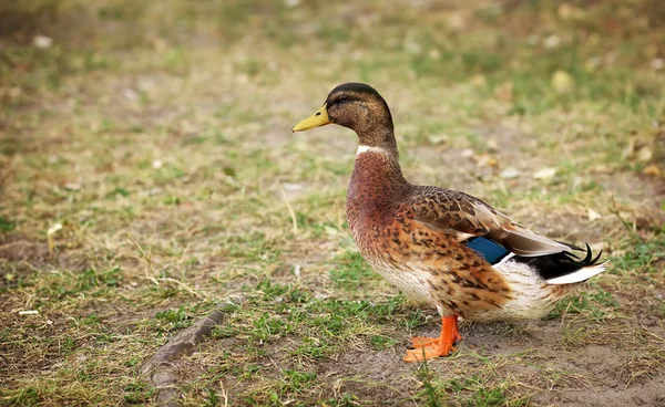 Beautiful duck standing in a natural environment. — Stock Photo, Image