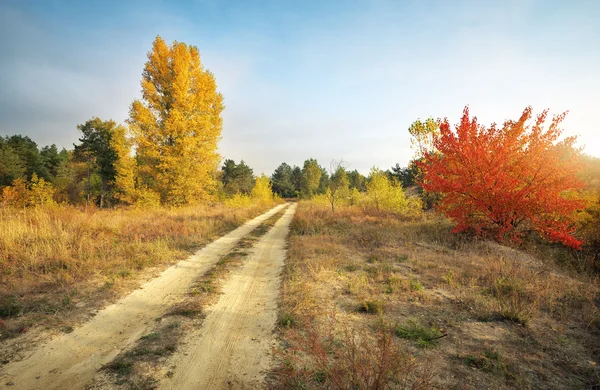 Autunno. Foresta in autunno. Alberi e foglie autunnali alla luce del sole . — Foto Stock