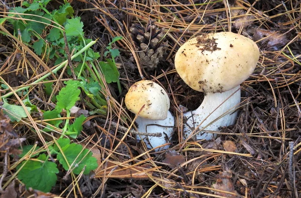 Two white mushroom growing in the forest — Stock Photo, Image