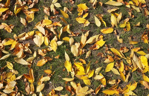 Folhas de outono amarelas na grama. Fundo de outono — Fotografia de Stock
