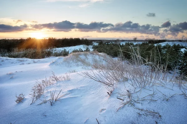 Vinterlandskap med solnedgång himlen. Solnedgång i snöiga skogen — Stockfoto