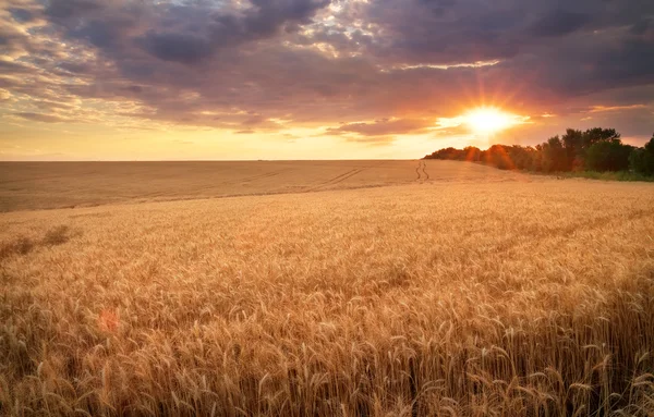 ทุ่งหญ้าข้าวสาลี พระอาทิตย์ตกที่สวยงาม — ภาพถ่ายสต็อก