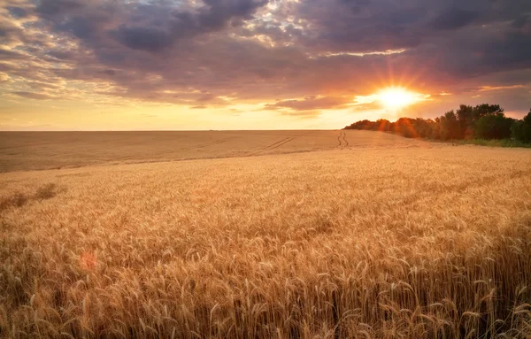 Pradera de trigo. Hermoso atardecer —  Fotos de Stock