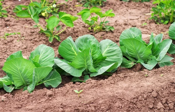 Cabbage growing in the garden. Fresh cabbage on soil — Stock fotografie