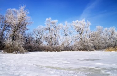 ağaçlar ve donmuş nehir kış manzarası 