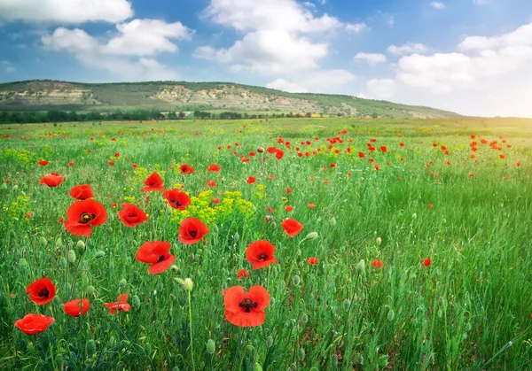 Beau Paysage Champ Avec Coquelicots Rouges — Photo