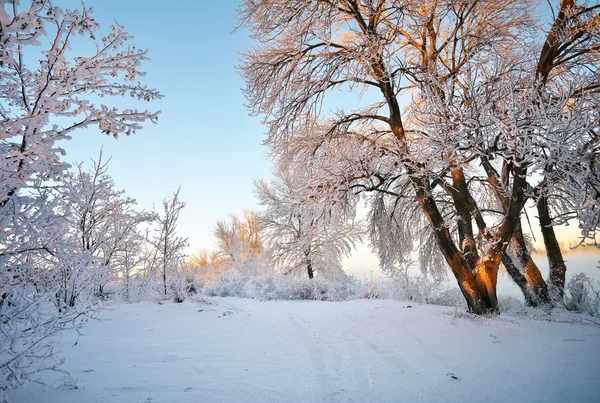 Winterlandschaft. Reif an Bäumen. Zusammensetzung der Natur. — Stockfoto