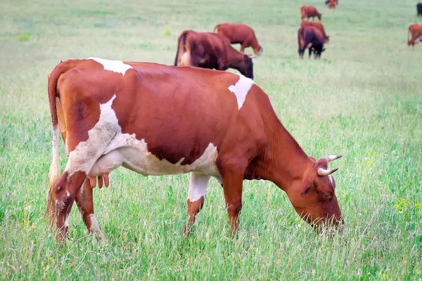 Rinderherde auf der grünen Wiese im Sommer. Dorfblick bei der Milchproduktion — Stockfoto