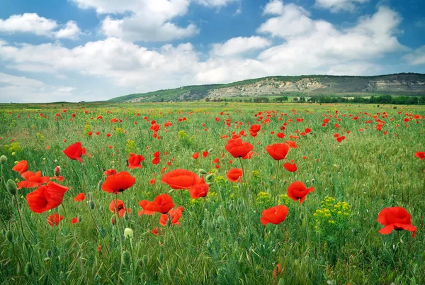 Beautiful Landscape. Field with red poppies. — Stock Photo, Image