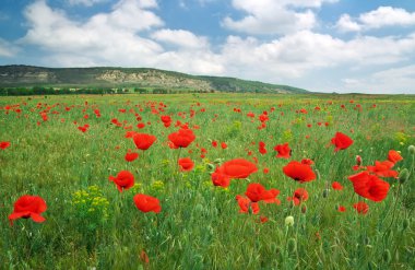 güzel manzara. Kırmızı haşhaş ile alan.
