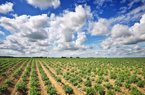 Bellissimo paesaggio con campo di potati e cielo azzurro nuvoloso . — Foto Stock