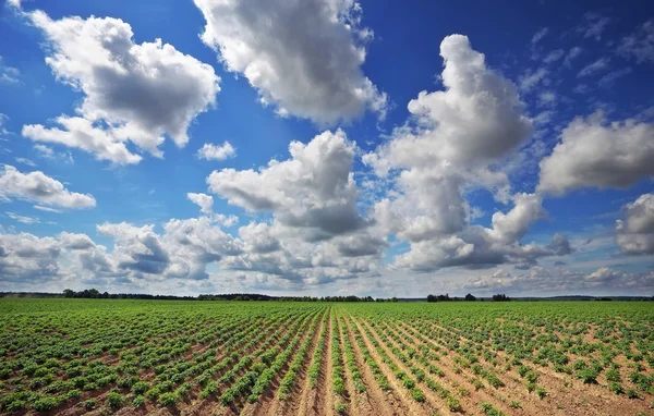 Piękny krajobraz z pola ziemniaków i pochmurne niebo niebieskie. — Zdjęcie stockowe