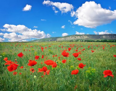 güzel manzara. Kırmızı haşhaş ile alan.