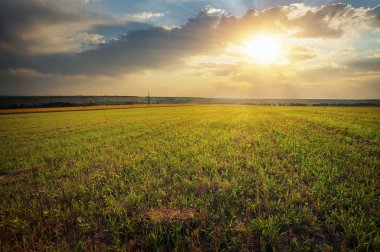 Yeşil çayır ve güneş manzara. Günbatımı.