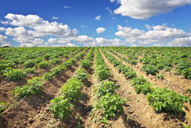 Patates ve bulutlu mavi gökyüzü ile güzel manzara. 