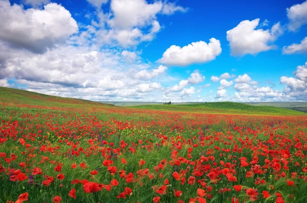 Beautiful Landscape with poppy meadow. Composition of nature. — Stock Photo, Image