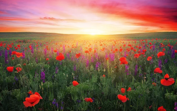Fält med gräs, violetta blommor och röda vallmo — Stockfoto