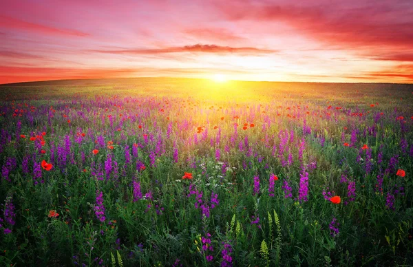 Feld mit Gras, violetten Blumen und roten Mohnblumen gegen die Sonne — Stockfoto