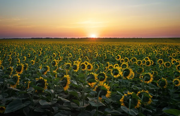 Zonnebloemvelden in warme avondlicht. — Stockfoto