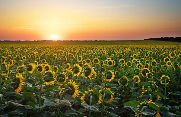 Campos de girasol en cálida luz nocturna . —  Fotos de Stock