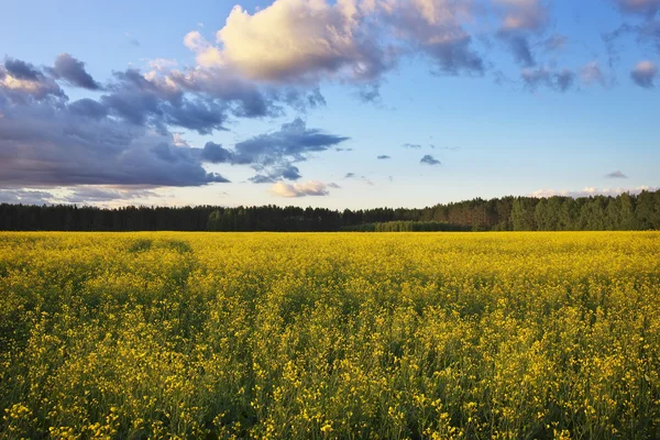 Wunderschöne Landschaft mit gelbem Rapsfeld — Stockfoto