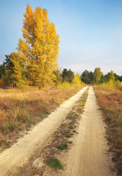 Herfst. Bos in de herfst. Herfst bomen en bladeren in zonlicht. — Stockfoto