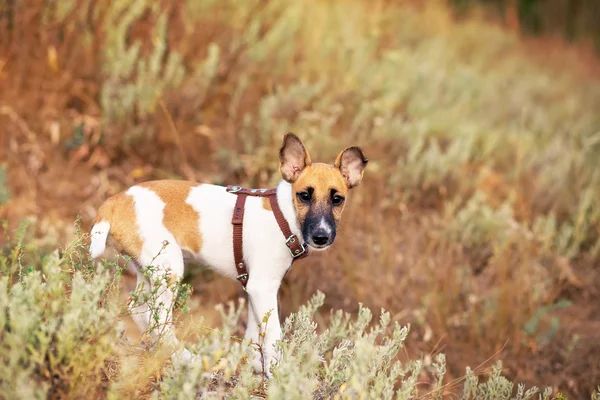 Giovane fox terrier liscio seduto nel prato — Foto Stock