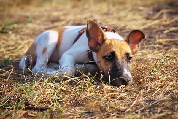 Giovane fox terrier liscio sdraiato sull'erba — Foto Stock