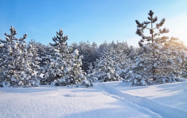 Vinterlandskap. Naturens sammensetning. Vinterlandskap med f – stockfoto