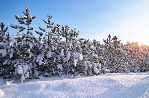 Winterlandschaft. Zusammensetzung der Natur. Winterlandschaft mit f — Stockfoto