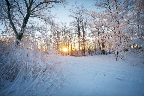 Paysage hivernal. Rime sur les arbres. Composition de la nature . — Photo