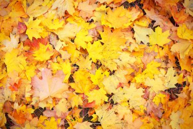 Arka plan grup sonbahar turuncu yaprak. Açık. Renkli sonbahar