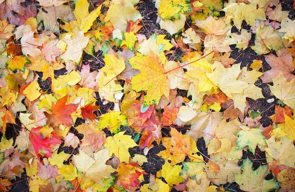 Outono folhas coloridas no chão. Ao ar livre . — Fotografia de Stock