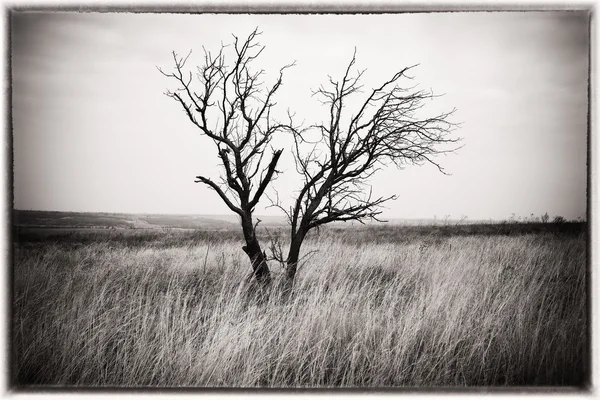 Ensamt Träd Backen Naturens Sammansättning — Stockfoto