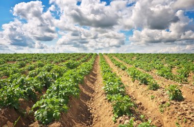 Patates ve bulutlu mavi gökyüzü ile güzel manzara.