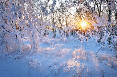 Ağaçlarda kar ve güneş Parlatıcı ile gün batımında güzel kış manzarası