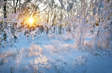 Ağaçlarda kar ve güneş Parlatıcı ile gün batımında güzel kış manzarası