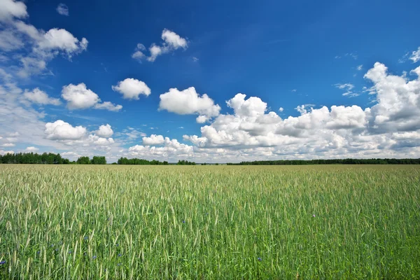 Piękny krajobraz z polem żyta i błękitne niebo z chmurami. — Zdjęcie stockowe
