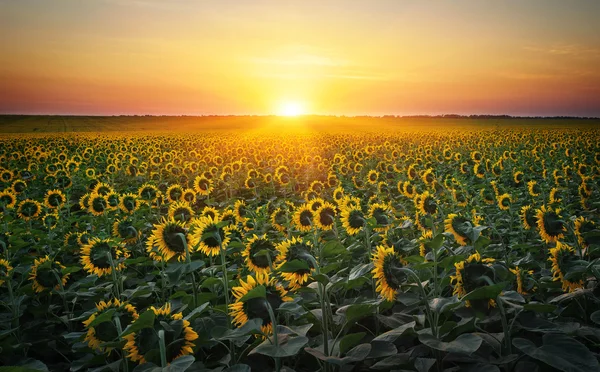 Sonnenblumenfelder im warmen Abendlicht. — Stockfoto