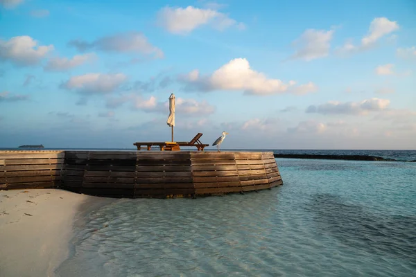 Великолепный Серый Цапля Известный Маакана Dhivehi Стоит Деревянном Доке Пляже — стоковое фото