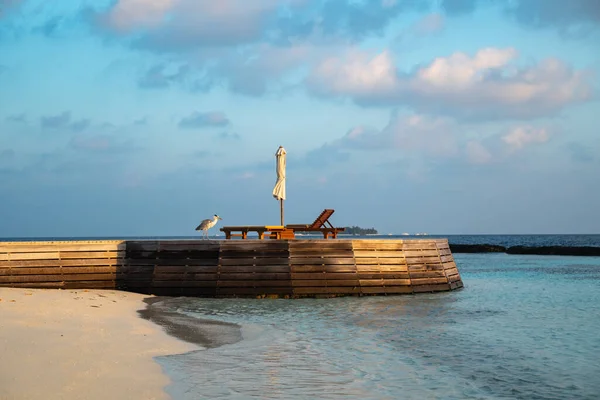 Великолепный Серый Цапля Известный Маакана Dhivehi Стоит Деревянном Доке Пляже — стоковое фото