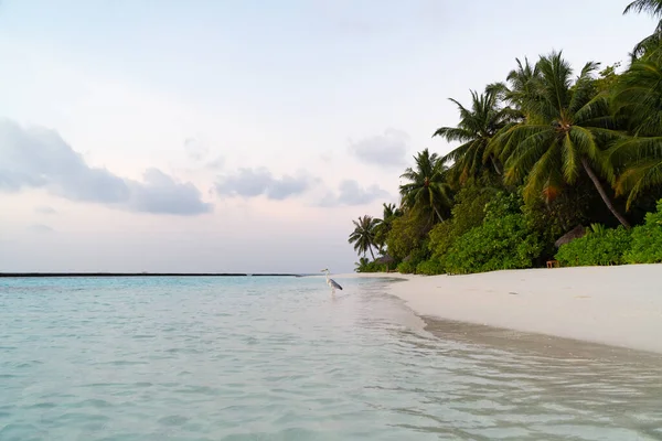 Hermosa Garza Gris También Conocida Como Maakana Dhivehi Está Pie —  Fotos de Stock