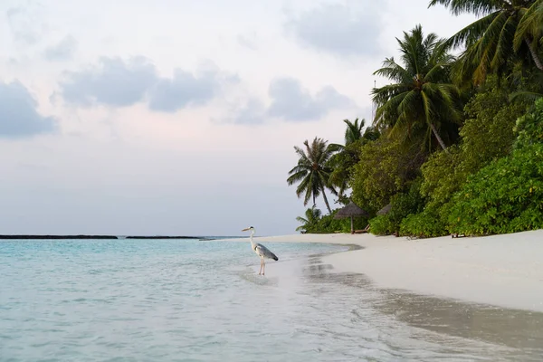 位于马尔代夫原始的白沙滩上 望着大海 在美丽的日出时分 它在水里觅食 图库照片