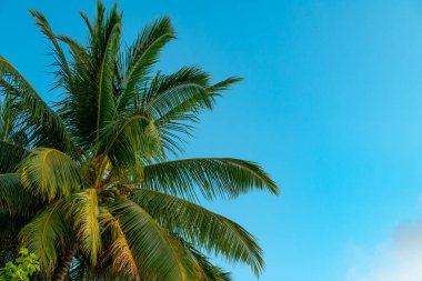 Güneşli bir günde, tropik bir egzotik adanın arka planında mavi gökyüzü olan yemyeşil palmiye ağaçları.. 